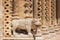 Statue of lion on the portal of Jak chapel, Budapest, Hungary