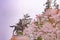 A statue of Masamune Date on horseback entering Sendai Castle in full bloom cherry blossom, Aobayama Park, Sendai, Miyagi, Japan