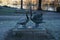 Statue of a pair of swans in a park in winter. 12555 Berlin, Germany