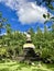 Statue in the rainforest photo