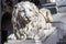 The statue of a sad lion at the entrance of the San Lorenzo Cathedral,Genoa, Italy