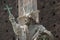 Statue of St. Giovanni Nepocedemo in Courtyard of Castello Sforzesco, Milan, Italy