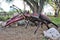 Statue of a Stag Beetle at the Phoenix Zoo in Phoenix, Arizona in the United States