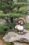 Statue of a tanuki - Kyoto - Japan