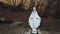 Statue of Virgin Mary in forest. Blessed Mother Maria sculpture