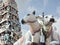 Statues of holy cows in Singapore with decorated ornamental religious tower