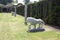 Statues of medici lions and columns at the Italian garden of Hever castle in England