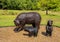 Statues of a mother bear and two cubs in the Port of Jefferson Nature and History Preserve in Jefferson, Texas.