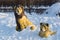 Statues of a pair of lions in a winter park