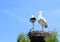 Statues of storks
