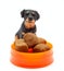 The statuette of dog with the dog\'s food