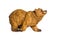 Statuette of plaster brown bear