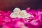 Statuette of two antique little lovely angels of the gypsum on the black stone background with pink purple peony flower petals. Lo