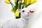 Statuette of a white lamb with a pink coloured nose in front of a vase with yellow daffodils