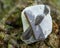 Staurolite - Fairy cross from Semiostrovye, Western Keivy, Kola Peninsula, Russia. On a tree bark in the forest. Nesosili