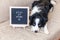 Stay home. Funny portrait of cute puppy dog on couch with letter board inscription STAY AT HOME word. New lovely member of family