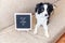 Stay home. Funny portrait of cute puppy dog on couch with letter board inscription STAY AT HOME word. New lovely member of family