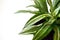 Stay home and gardening banner. Close up of green fresh dracaena Malaika flowers with water drops. Urban jungle interior