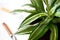 Stay home and gardening. Close up of green fresh dracaena Malaika flowers on white background with water drops from