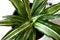 Stay home and gardening. Close up of green fresh dracaena Malaika flowers on white background with water drops from