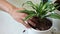 Stay home and gardening. Replanting dracaena flower in indoor garden. Potted green plants at home, urban jungle. Floral