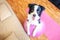 Stay Home Stay Safe. Funny dog border collie practicing yoga lesson with gym ball indoor. Puppy doing yoga asana pose on pink yoga