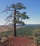 Steadfast Ponderosa on Horse Butte