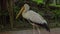 Steadicam shot of a bird park. Camera follows a Yellow billed stork.