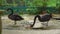 Steadicam shot of a bird park. Camera reveals a couple of black swans