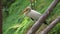 Steadicam shot of a bird park. Camera reveals a Yellow billed stork.