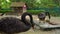 Steadicam shot of a bird park. Camera shows a couple of black swans