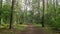 Steadicam shot thru green forest. Stabilized video of summer walk in forrest.