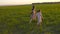 Steadicam shot of two sisters walking in a green field during sunset