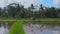 Steadicam shot of two undefined women planting rice seedlings on a big field surrounded with palm trees. rice