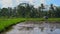 Steadicam shot of two undefined women planting rice seedlings on a big field surrounded with palm trees. rice