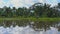 Steadicam shot of two undefined women planting rice seedlings on a big field surrounded with palm trees. rice