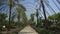 Steadicam walk along palm trees alley on a sunny summer day