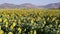 Steady landscape footage of a sunflower farm