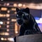 A stealthy black panther with glowing eyes, guarding a city from the shadows5