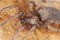 Stealthy ground spider (Gnaphosidae)
