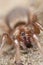 Stealthy ground spider (Gnaphosidae)