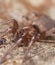 Stealthy ground spider (Gnaphosidae)