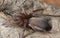 Stealthy ground spider (Gnaphosidae)