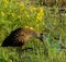 Stealthy shorebird hunting