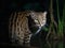 The Stealthy Stalk of the Fishing Cat in Wetlands