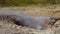 Steam emitting from Strokkur geyser in Iceland.