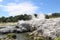 Steam Geysers in Te Puia National Park, Rotorua, New Zealand.