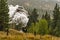 Steam Locomotive Train Okanagan Valley near Summerland British Columbia Canada