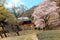 A steam locomotive traveling on a bridge by a flourishing cherry blossom Sakura tree near Kawane Sasamado Station of Oigawa Rail