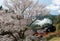 A steam locomotive travels on a bridge by a flourishing cherry blossom Sakura tree
